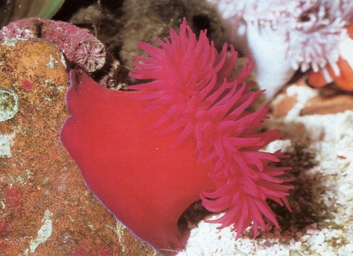 Actinia equina