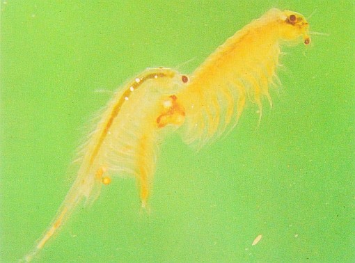 Artemia franciscana