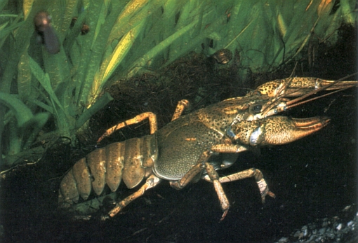 Astacus leptodactylus