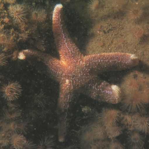 Asterias rubens