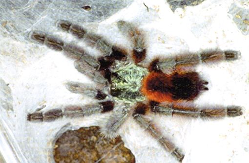 Avicularia versicolor