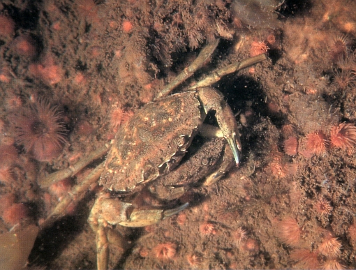 Carcinus maenas