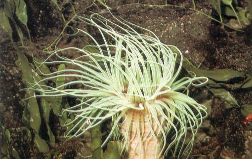 Cerianthus membranaceus