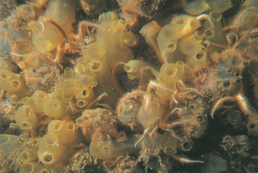 Ciona intestinalis