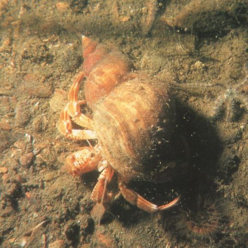 Pagurus bernhardus