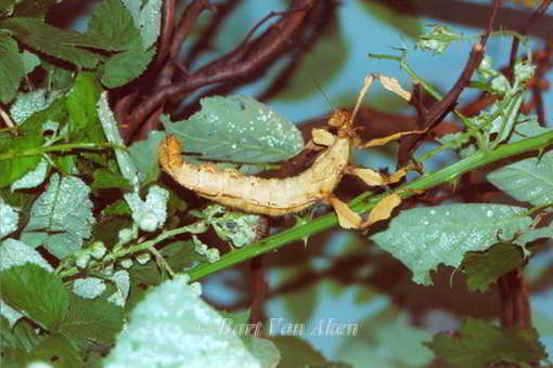 Extatosoma tiaratum