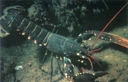 Homarus gammarus