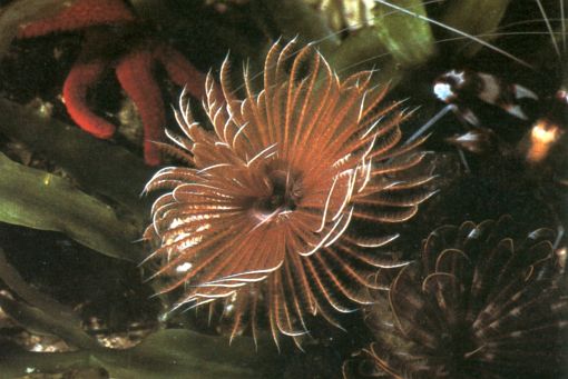 Sabellastarte spectabilis