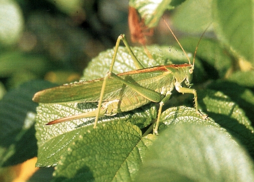 Tettigonia viridissima