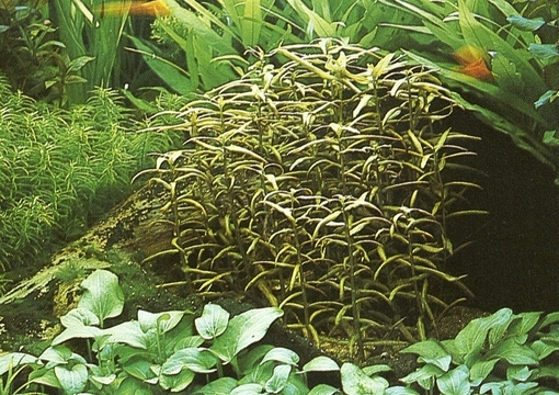 Ammannia senegalensis