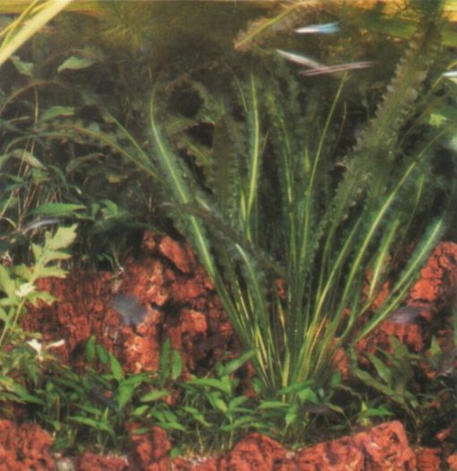 Aponogeton crispus