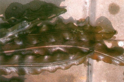 Aponogeton rigidifolius