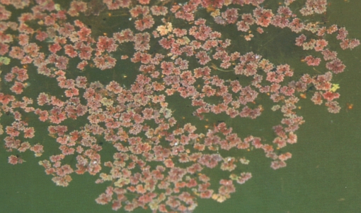 Azolla caroliniana