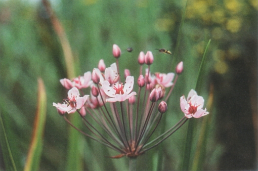 Butomus umbellatus