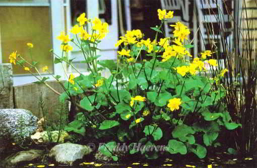 Caltha palustris