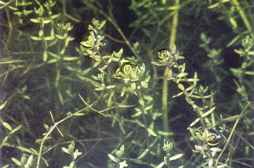 Crassula helmsii