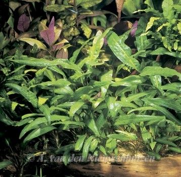 Cryptocoryne affinis