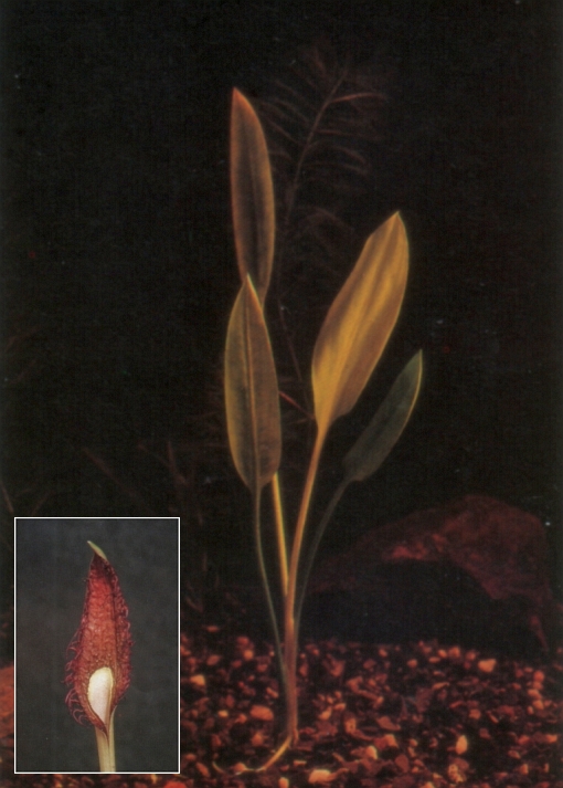 Cryptocoryne ciliata