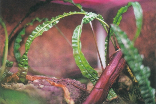 Cryptocoryne crispatula