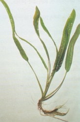 Cryptocoryne crispatula