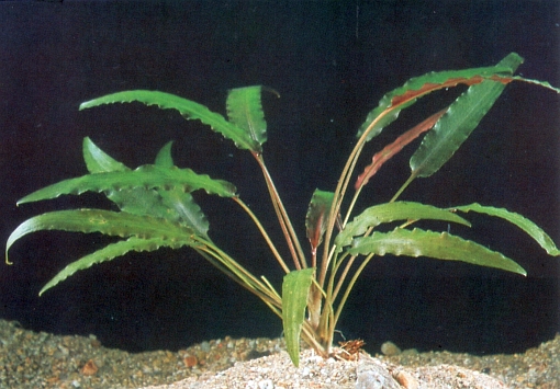 Cryptocoryne petchii