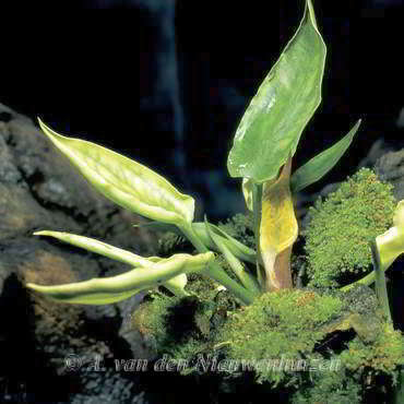 Cryptocoryne pontederiifolia