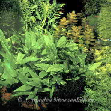 Cryptocoryne wendtii