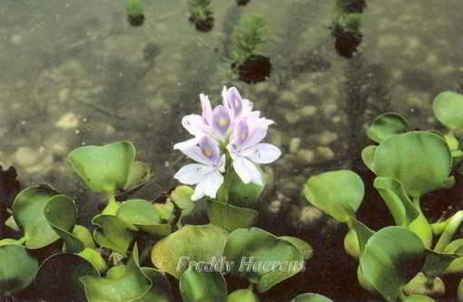 Eichhornia crassipes