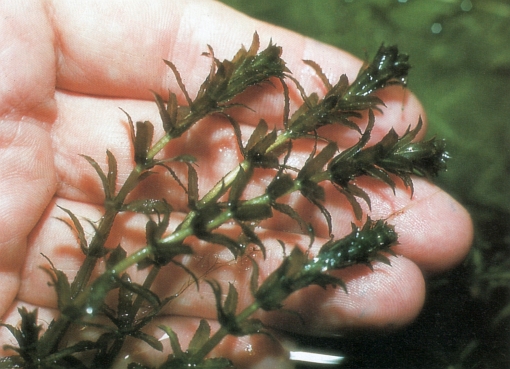 Hydrilla verticillata