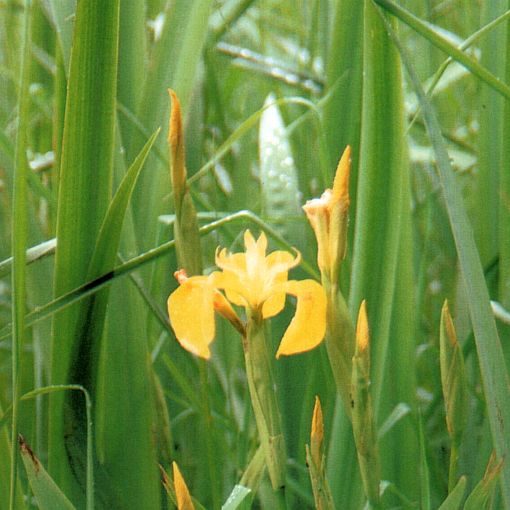 Iris pseudacorus