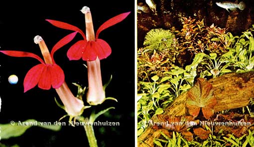 [Foto Lobelia cardinalis]