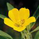 Ludwigia grandiflora