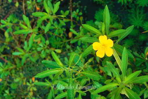 Ludwigia grandiflora