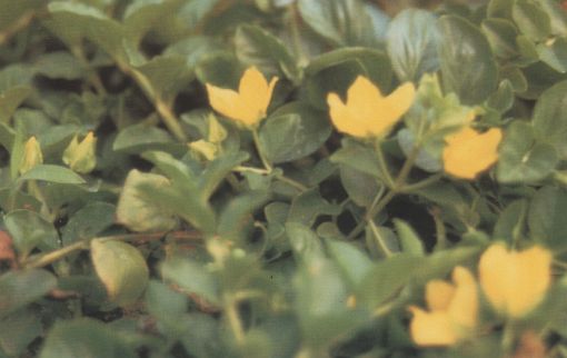 Lysimachia nummularia