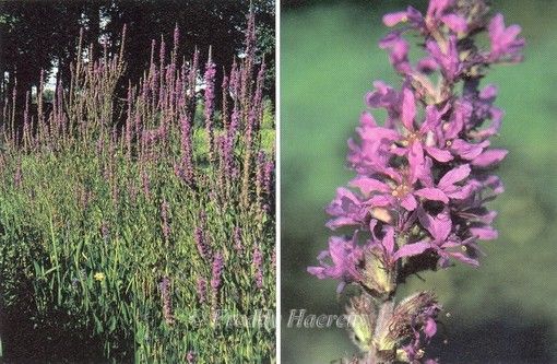 Lythrum salicaria