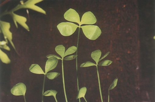 Marsilea quadrifolia