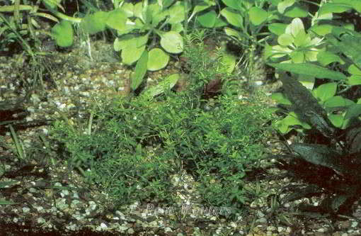 Micranthemum micranthemoides