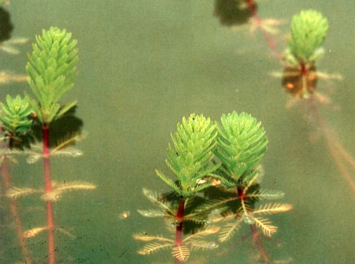 Myriophyllum aquaticum