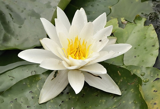 Nymphaea alba