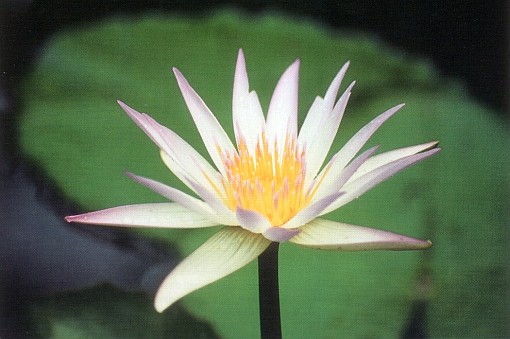 Nymphaea daubenyana