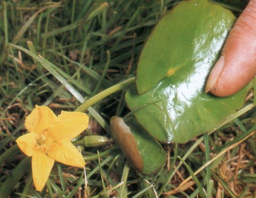 Nymphoides peltata