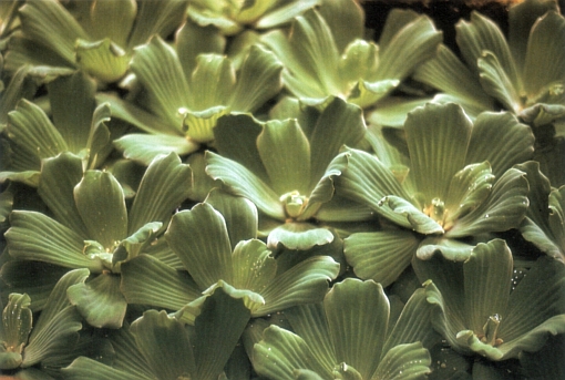 Pistia stratiotes