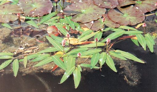 Persicaria amphibia