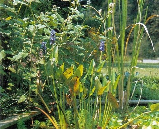 Pontederia cordata