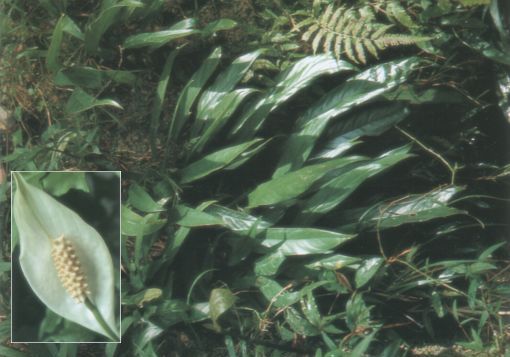 Spathiphyllum wallisii