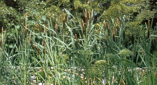 Typha latifolia