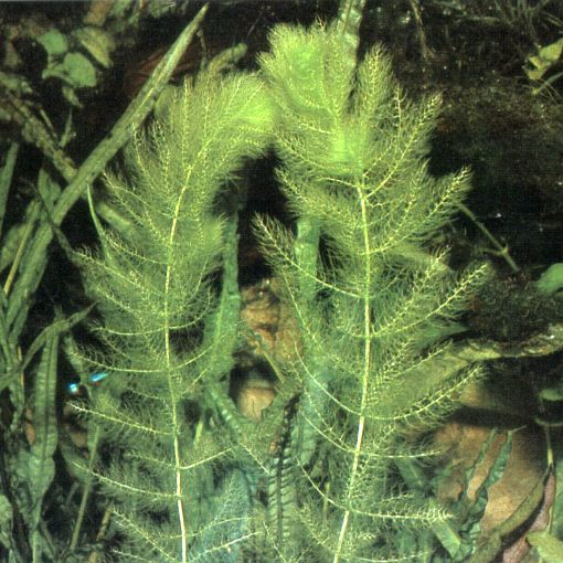 Utricularia aurea