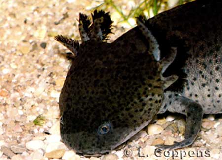 Ambystoma mexicanum