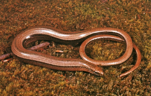 Anguis fragilis