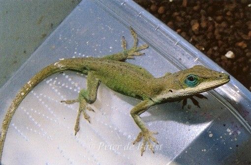 Anolis carolinensis